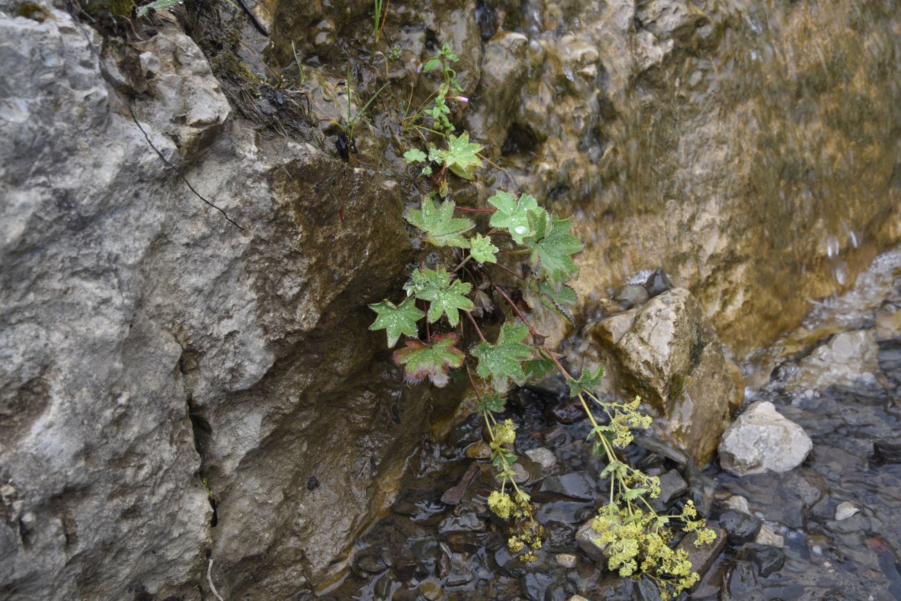 Изображение особи род Alchemilla.