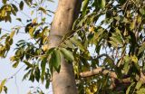 Ficus benjamina. Часть ствола и верхушка ветви. Индия, Дели, в культуре. 27.12.2014.