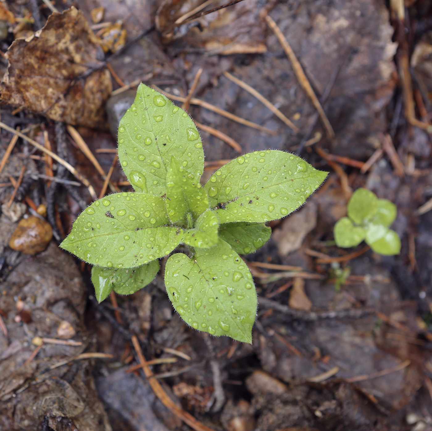 Изображение особи Stellaria nemorum.