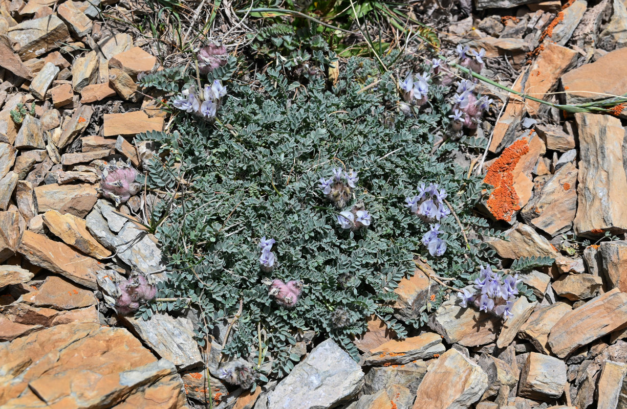 Image of Astragalus nivalis specimen.