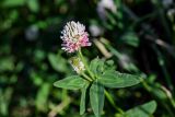 Trifolium ambiguum