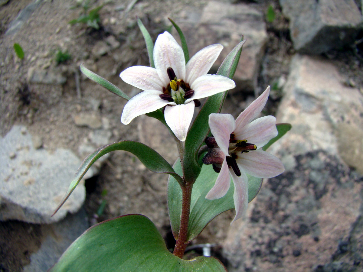 Image of Rhinopetalum stenantherum specimen.