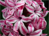 Hyacinthus orientalis