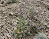 Nepeta saccharata