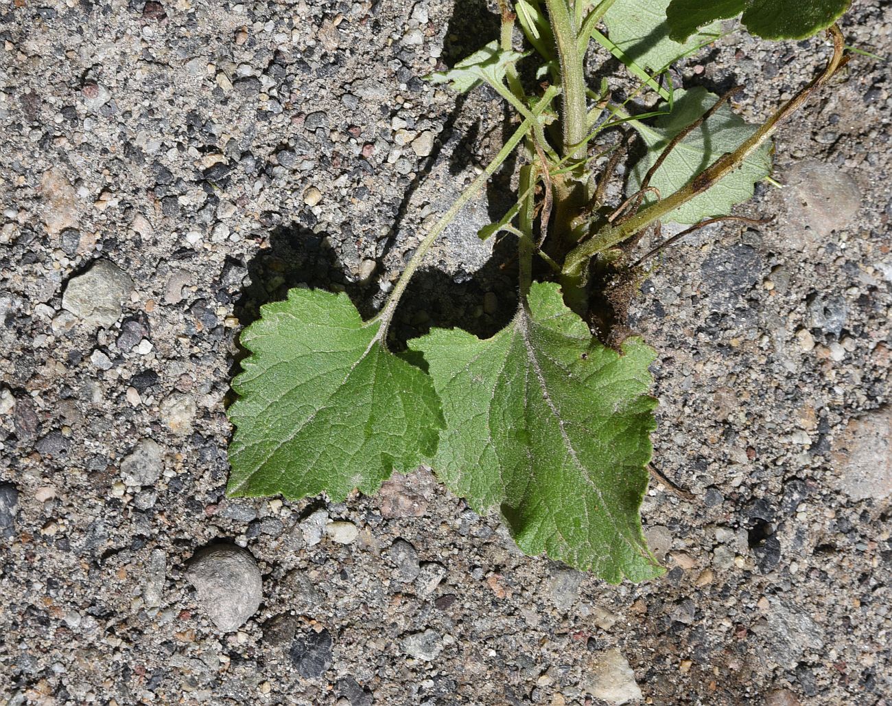 Изображение особи Campanula alliariifolia.