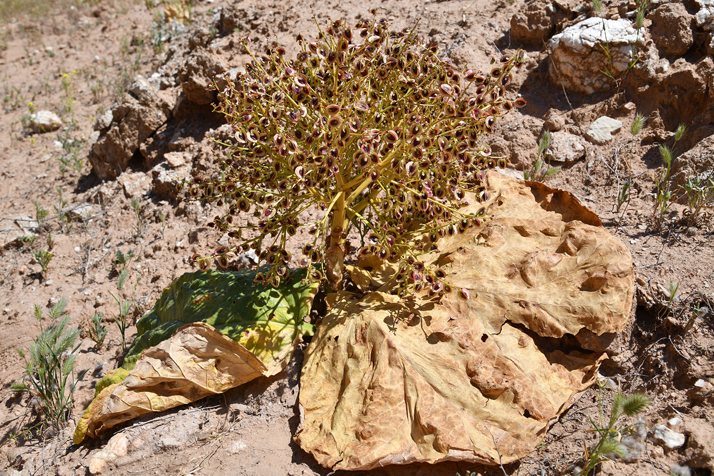 Image of Rheum turkestanicum specimen.