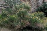 Spartium junceum. Отцветающее и плодоносящее растение. Грузия, г. Тбилиси, у подножия стены крепости. 10.06.2023.