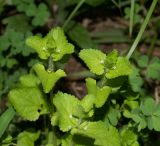 Stachys arvensis. Верхушки цветущих растений. Чили, обл. Valparaiso, провинция Isla de Pascua, г. Hanga Roa, обочина дороги. 10.03.2023.