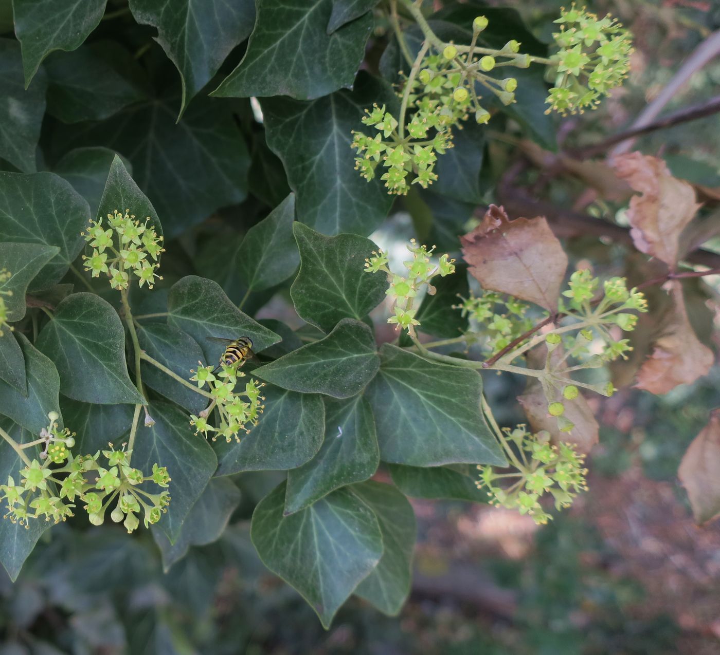 Image of Hedera helix specimen.