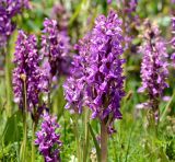 Dactylorhiza umbrosa