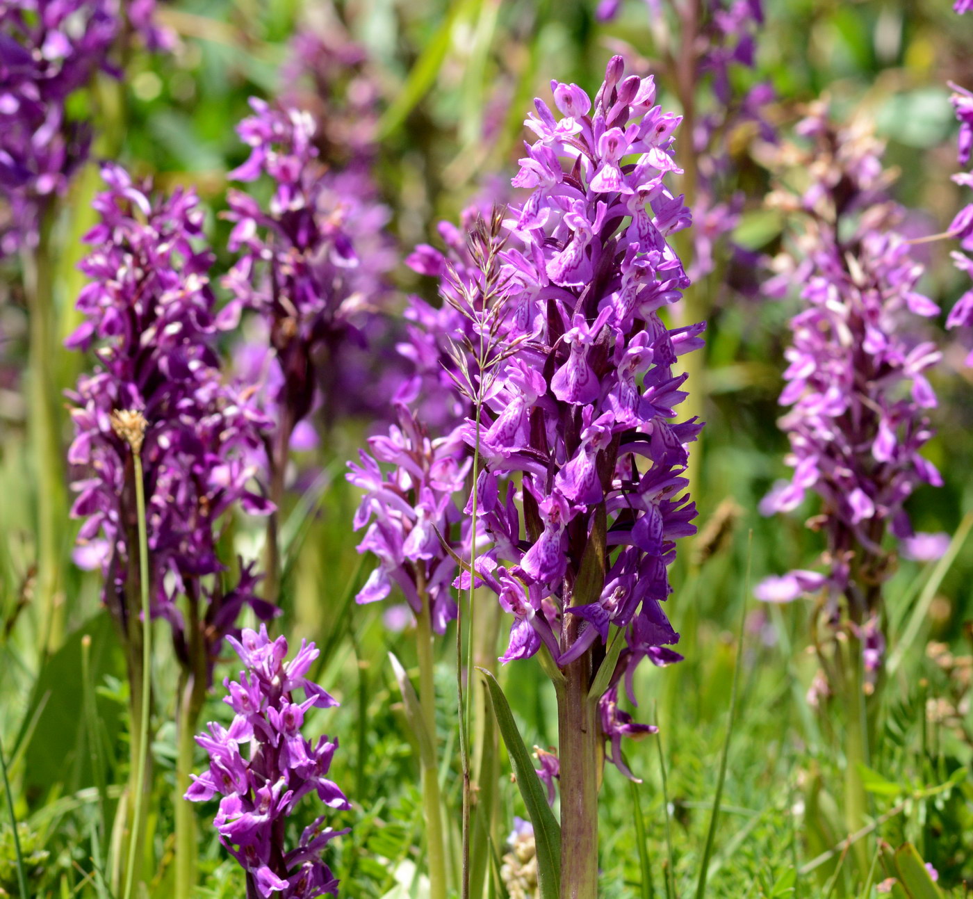 Изображение особи Dactylorhiza umbrosa.