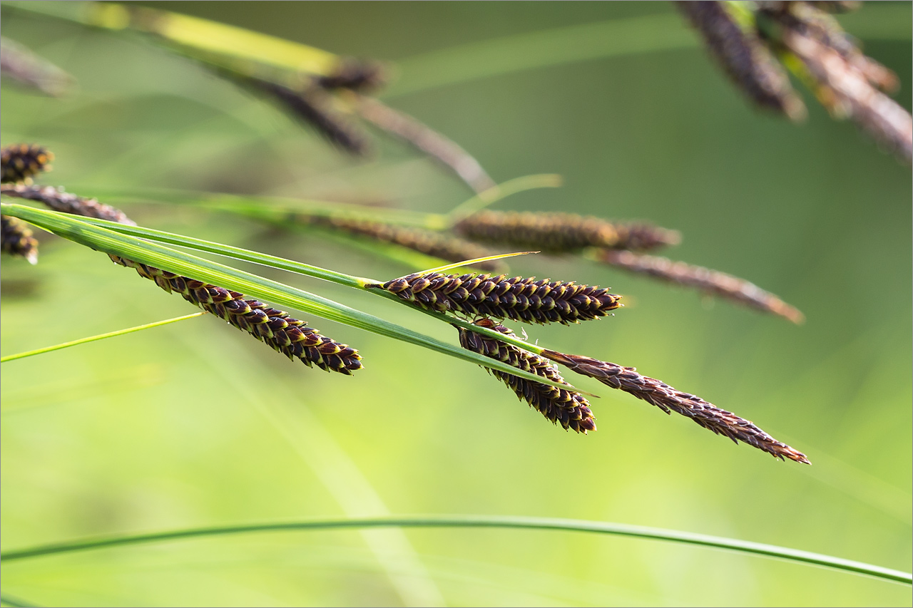 Изображение особи Carex juncella.