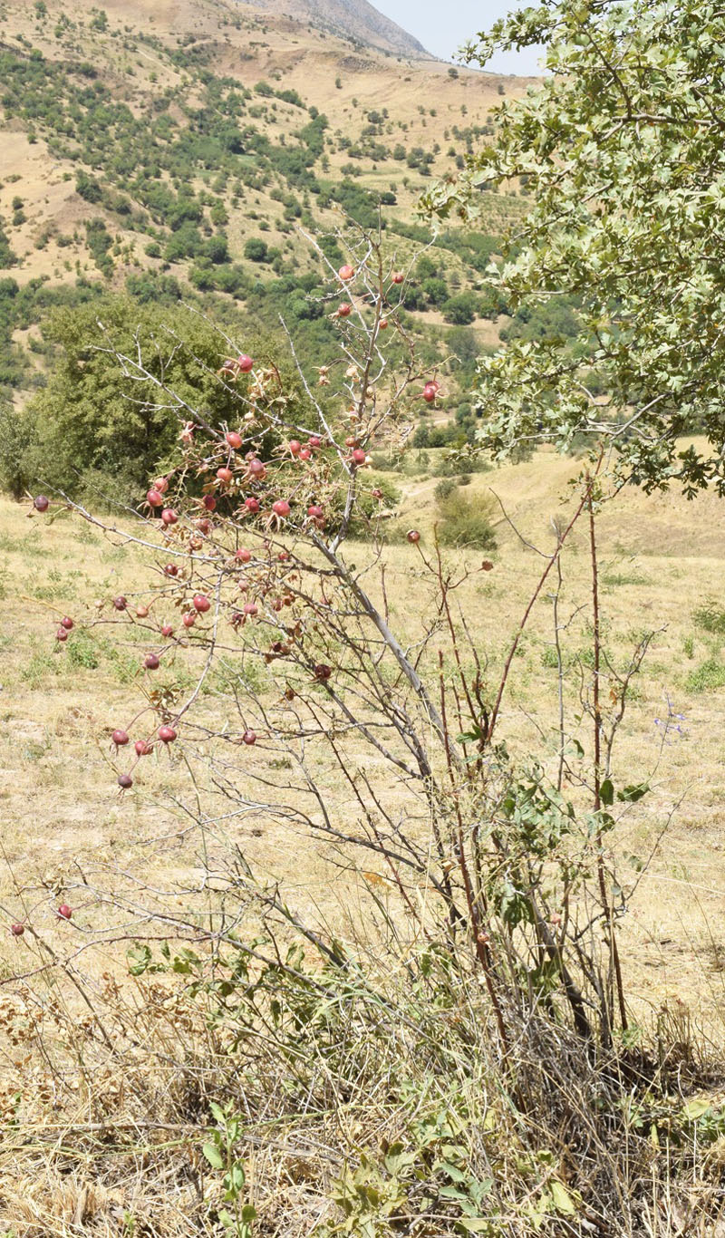 Image of Rosa kokanica specimen.