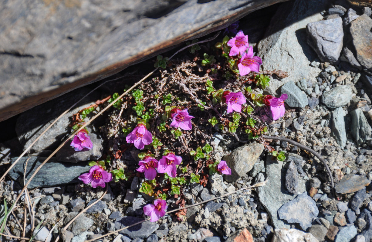 Image of Saxifraga asiatica specimen.