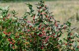 Lonicera tatarica. Верхушки ветвей с соплодиями. Оренбургская обл., Кувандыкский гор. округ, окр. г. Кувандык, луг. 06.07.2023.