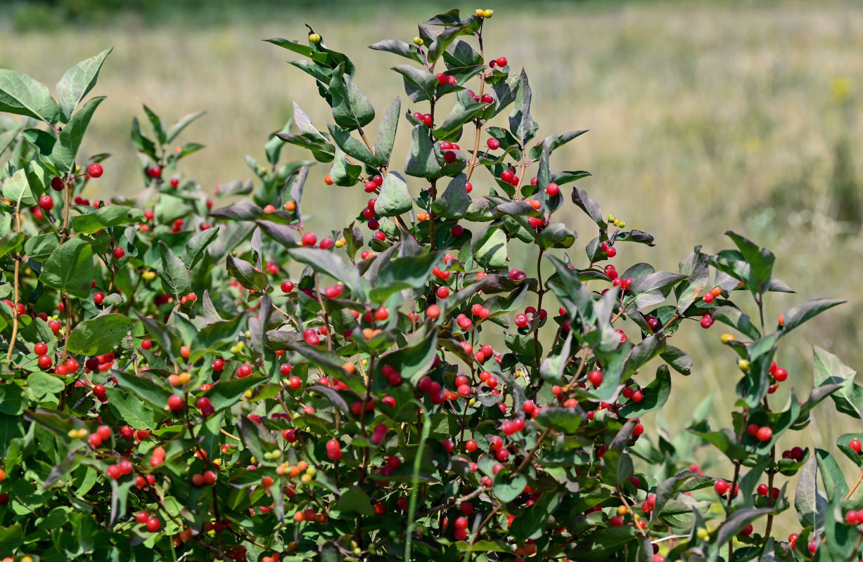 Image of Lonicera tatarica specimen.
