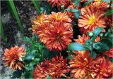 Chrysanthemum indicum