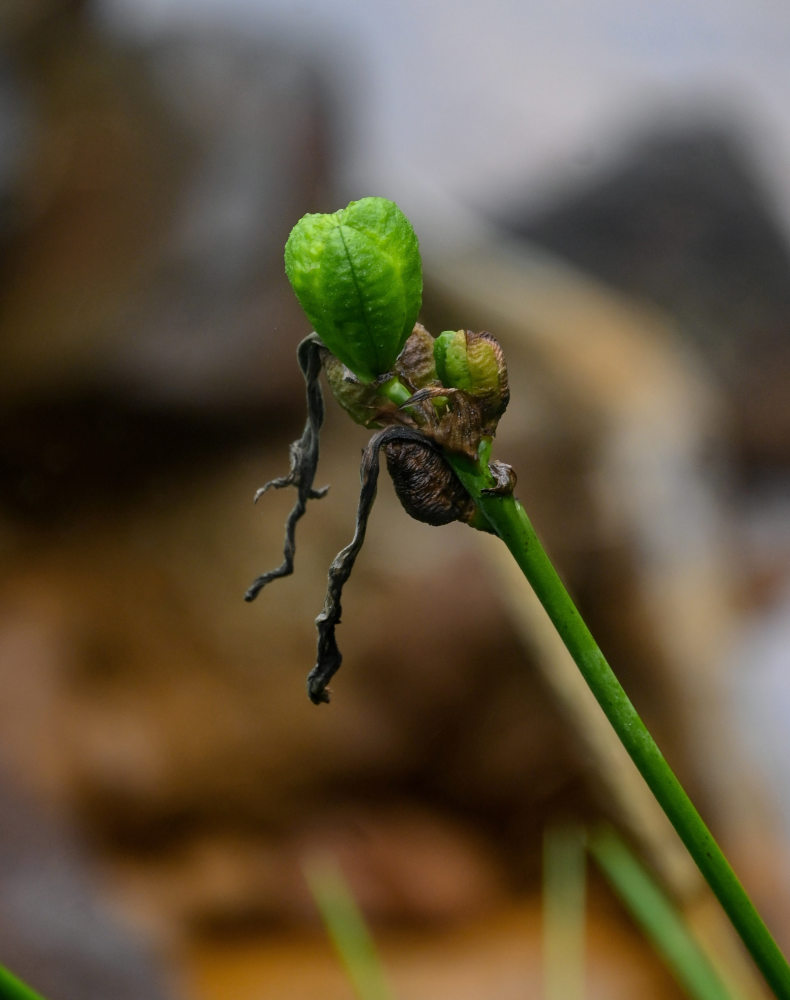 Image of Hemerocallis esculenta specimen.