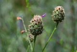 Centaurea ossethica. Нераспустившиеся соцветия. Чечня, Итум-Калинский р-н, ур. Цой-Педе, ≈ 1200 м н.у.м., каменистый участок лугового склона. 27.07.2022.