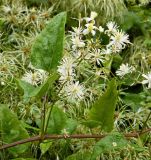 genus Clematis. Часть побега с соцветием. Бельгия, провинция Намюр, г. Динан. Август.