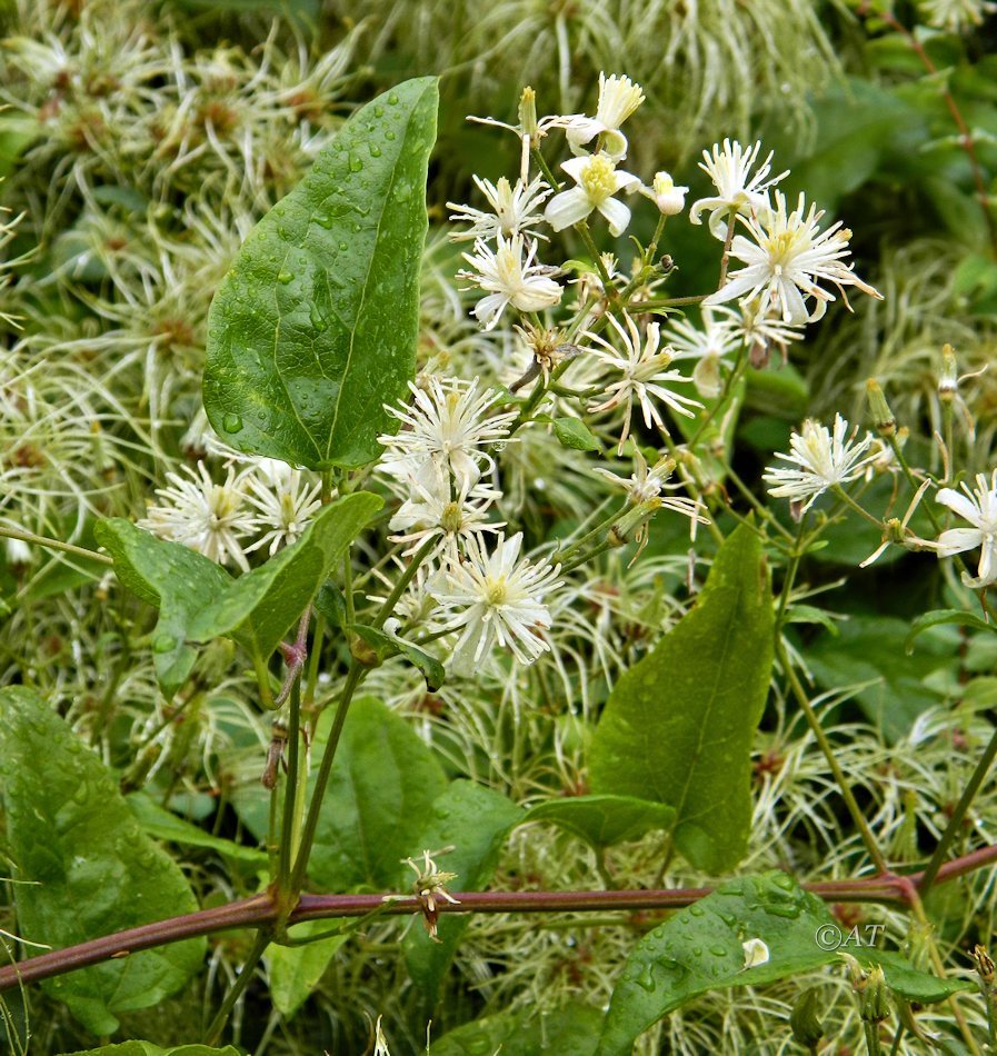 Изображение особи род Clematis.