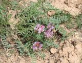 Astragalus physodes