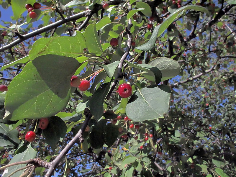 Image of Malus mandshurica specimen.