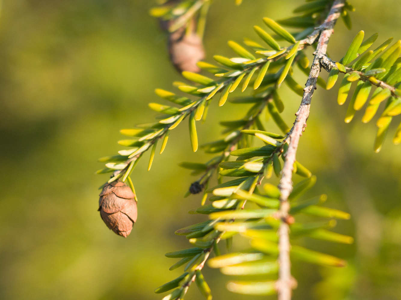 Изображение особи Tsuga canadensis.