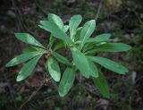 Daphne mezereum