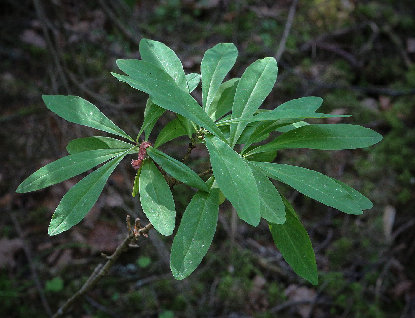 Image of Daphne mezereum specimen.