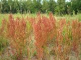 Rumex acetosella