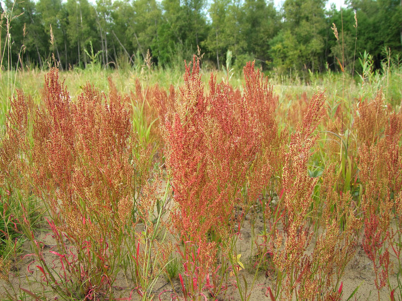 Изображение особи Rumex acetosella.