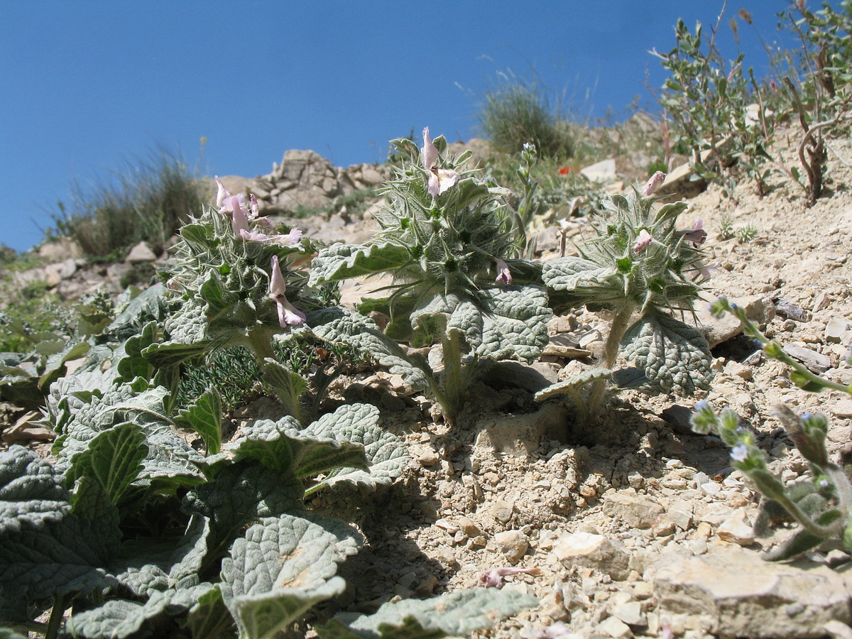 Изображение особи Phlomoides sewerzovii.