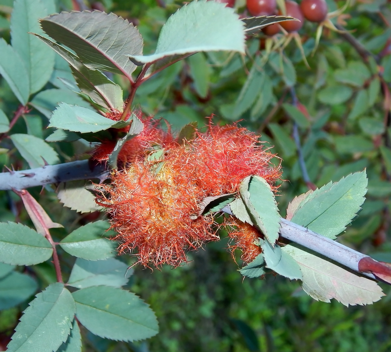 Image of Rosa glauca specimen.