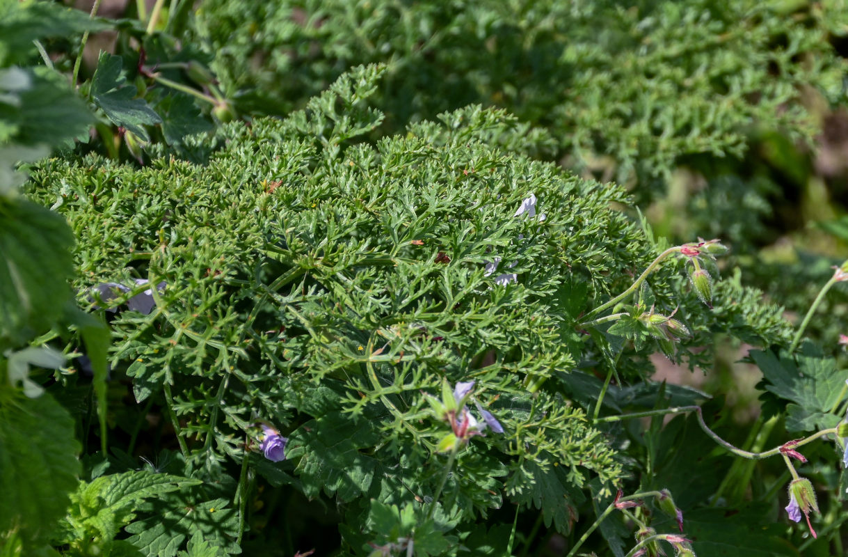 Изображение особи Ferula tenuisecta.