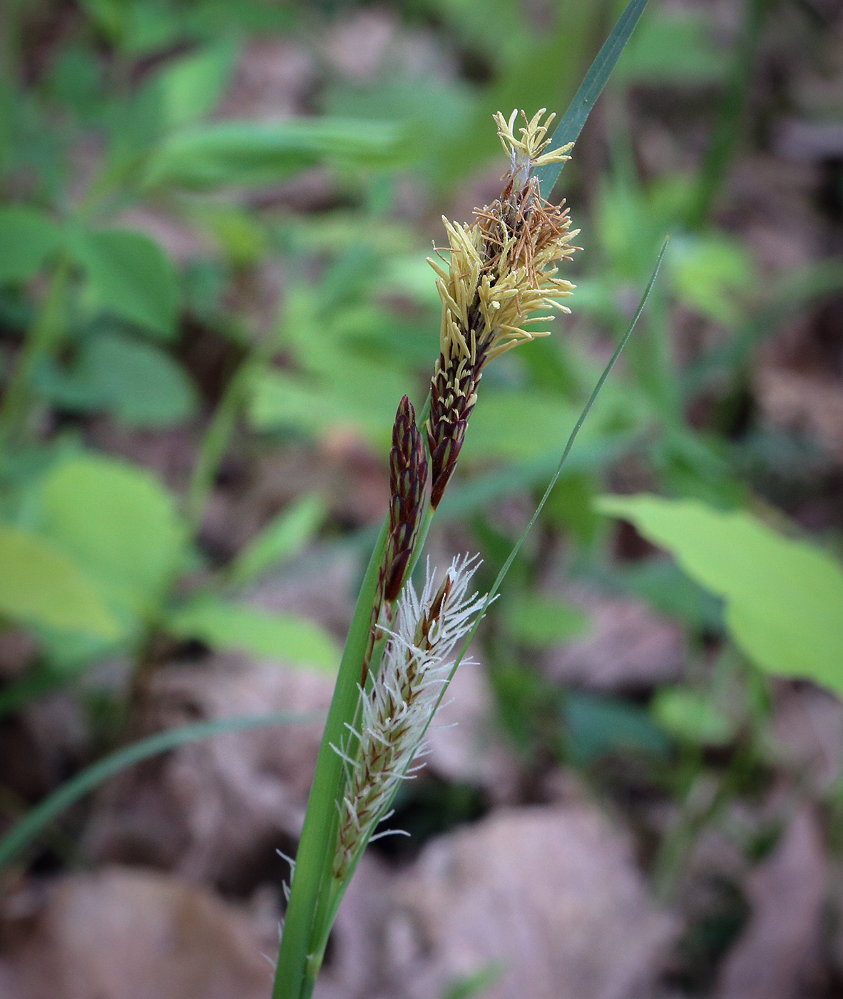 Image of genus Carex specimen.