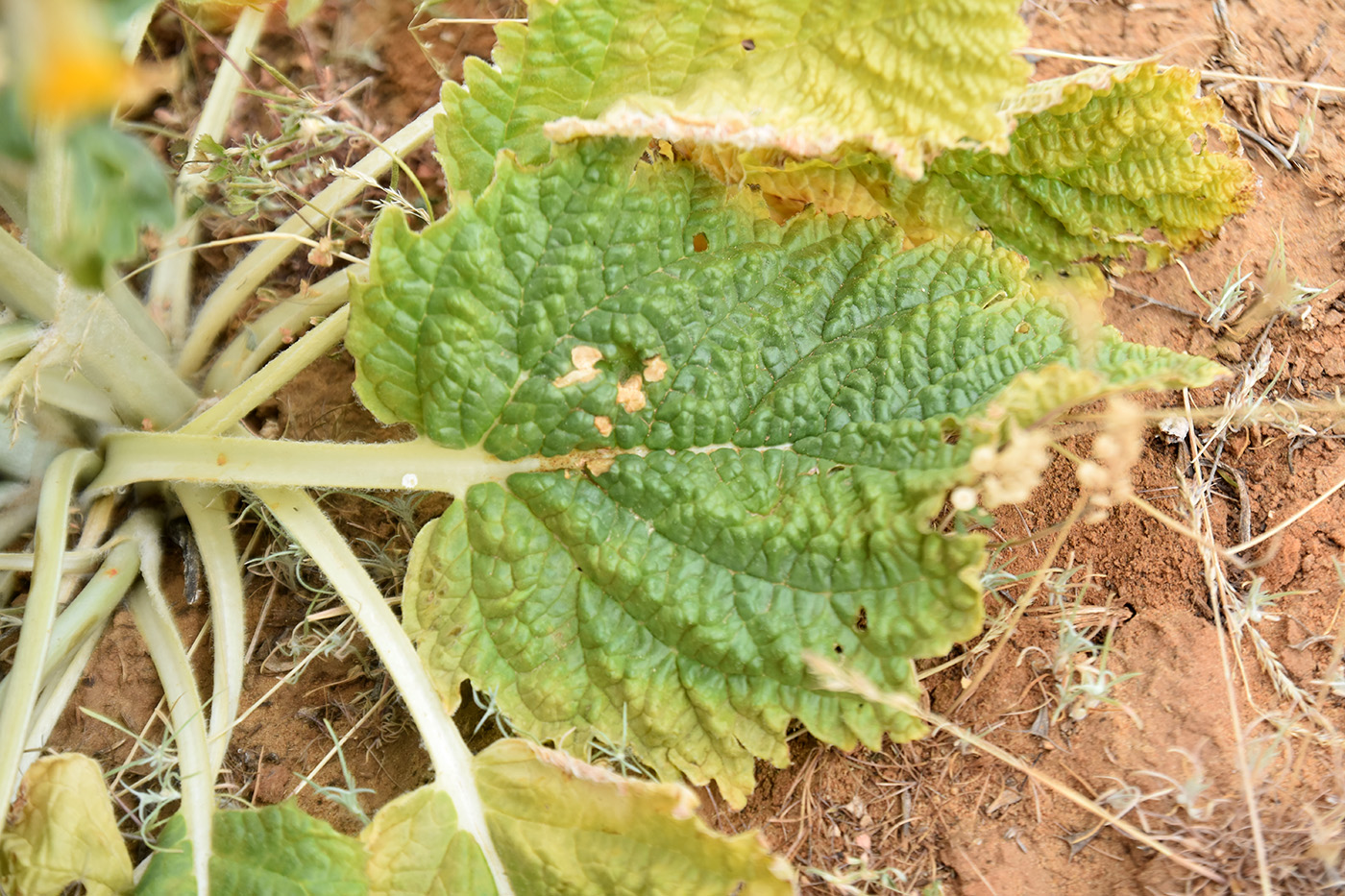 Изображение особи Eremostachys tuberosa.