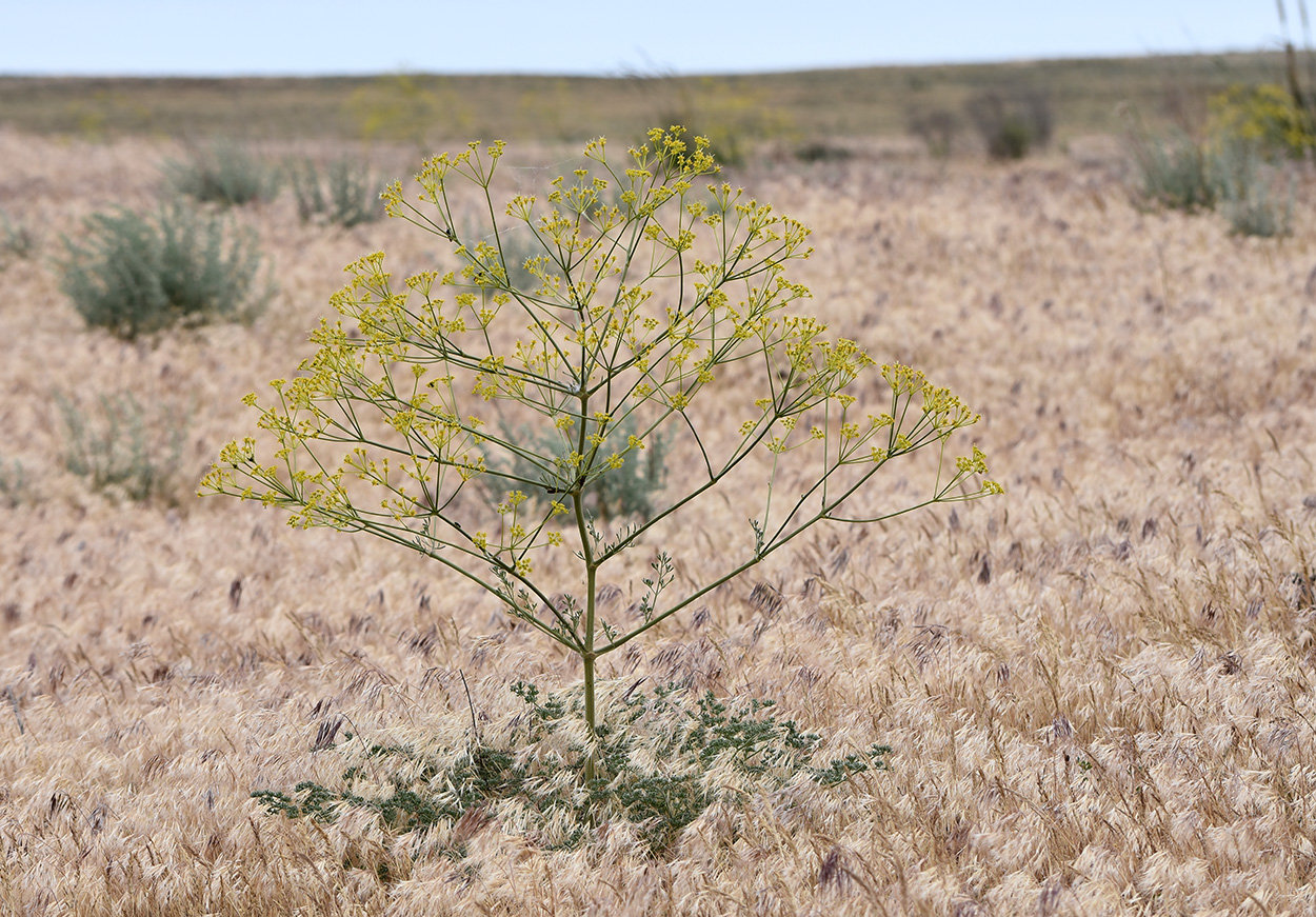 Изображение особи Ferula caspica.