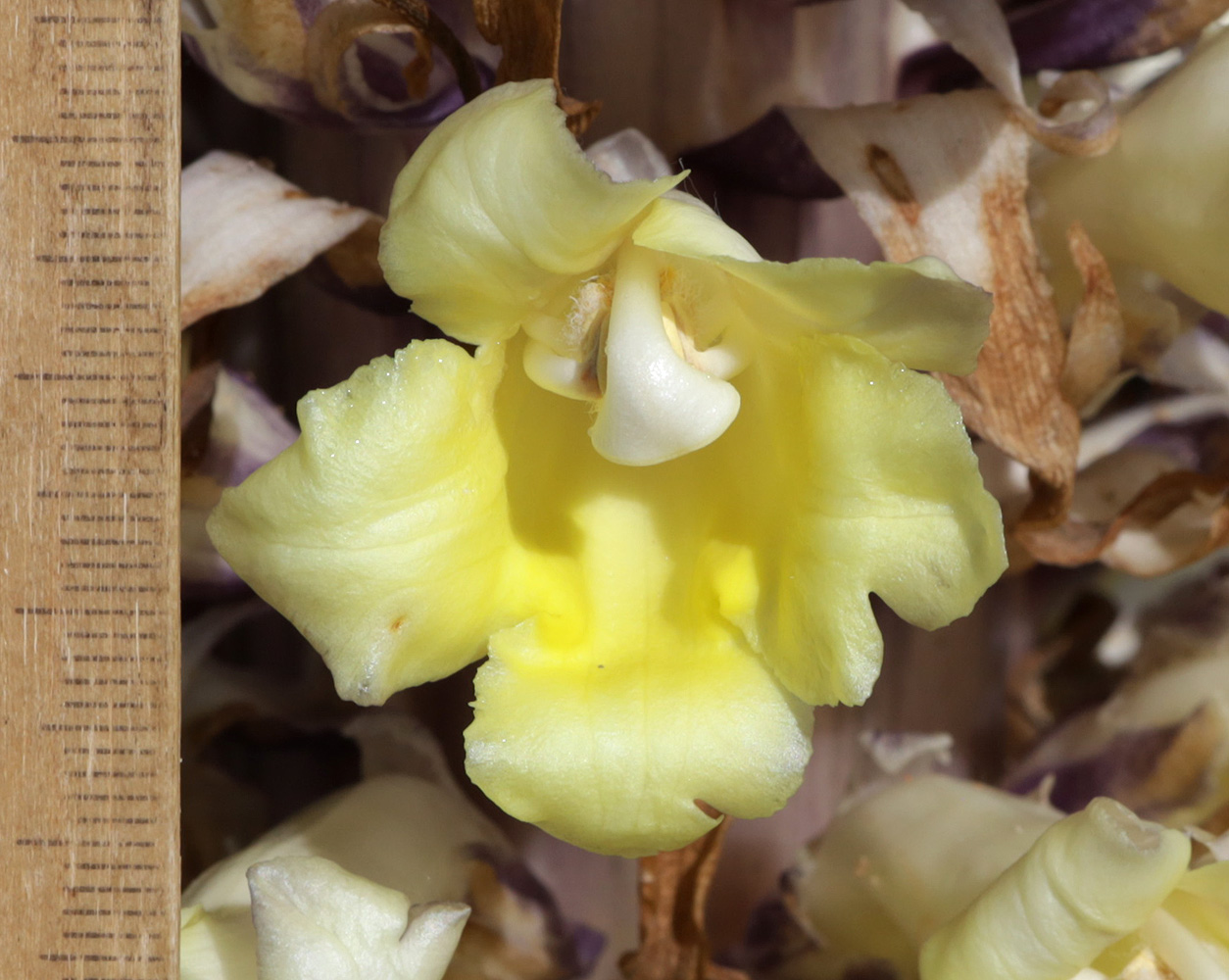 Image of Cistanche flava specimen.