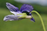 Viola mandshurica