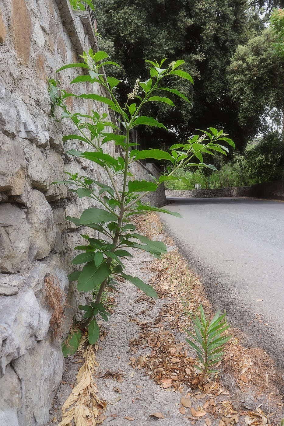 Image of Phytolacca americana specimen.
