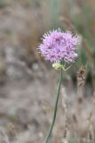 Allium caricifolium