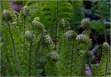 Matteuccia struthiopteris