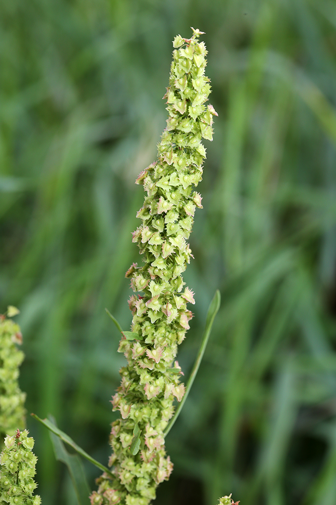 Image of Rumex stenophyllus specimen.