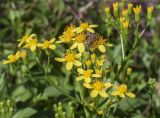 Senecio angulatus