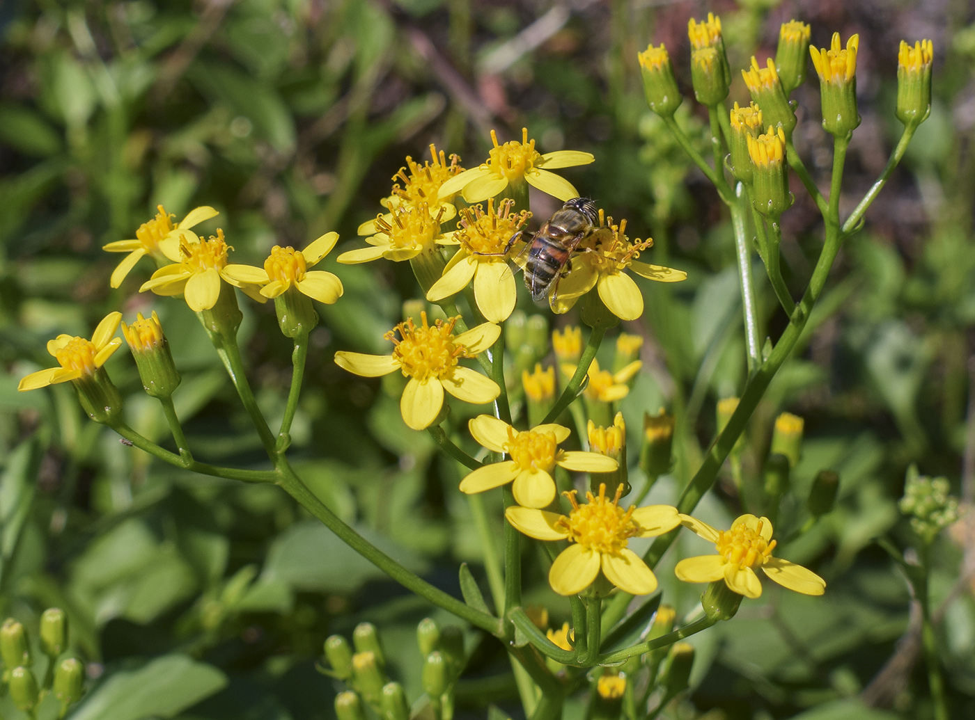 Изображение особи Senecio angulatus.