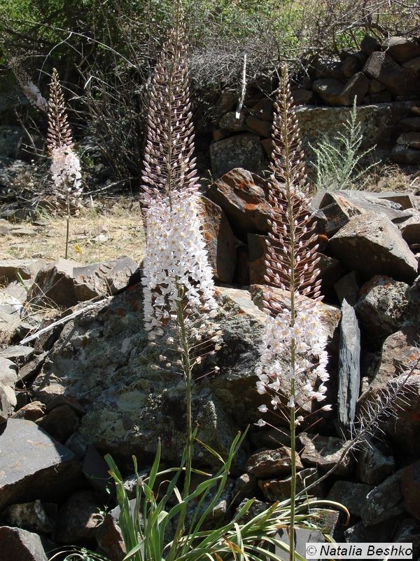 Image of Eremurus olgae specimen.