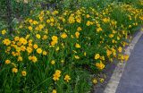 Coreopsis grandiflora
