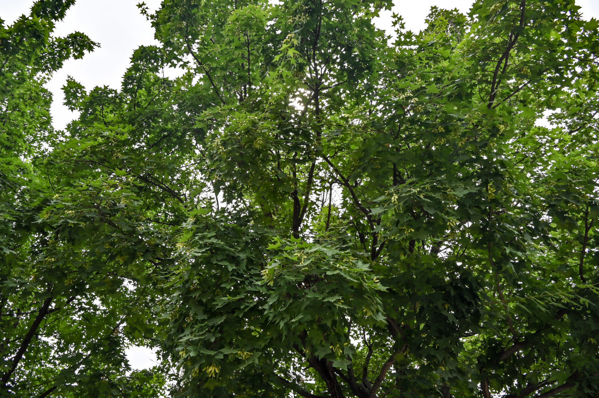 Image of Acer longipes specimen.