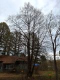 Tilia platyphyllos